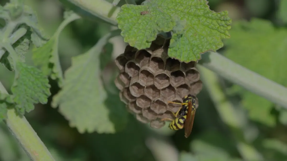 Bee and wasp removal