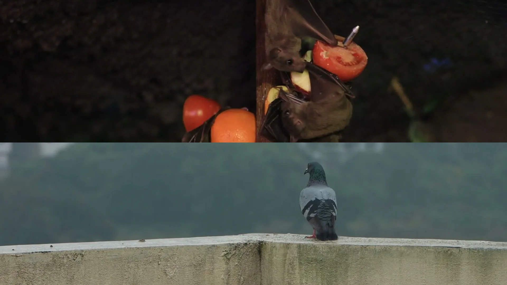 Bird and bat control