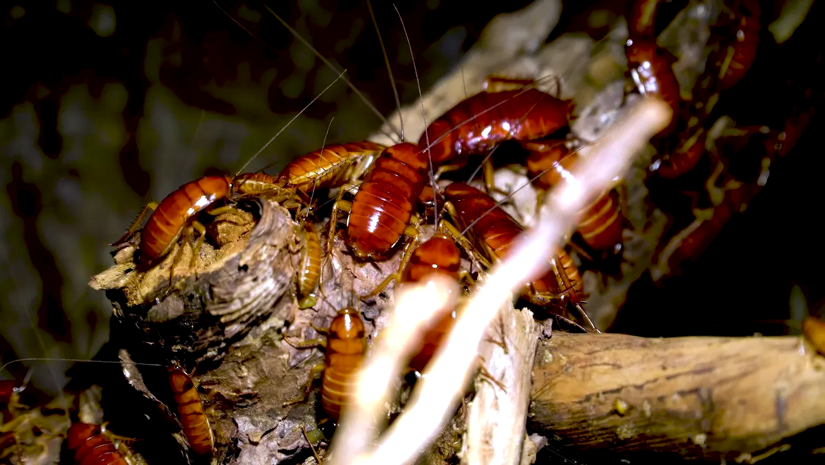 Crawling insect pest control