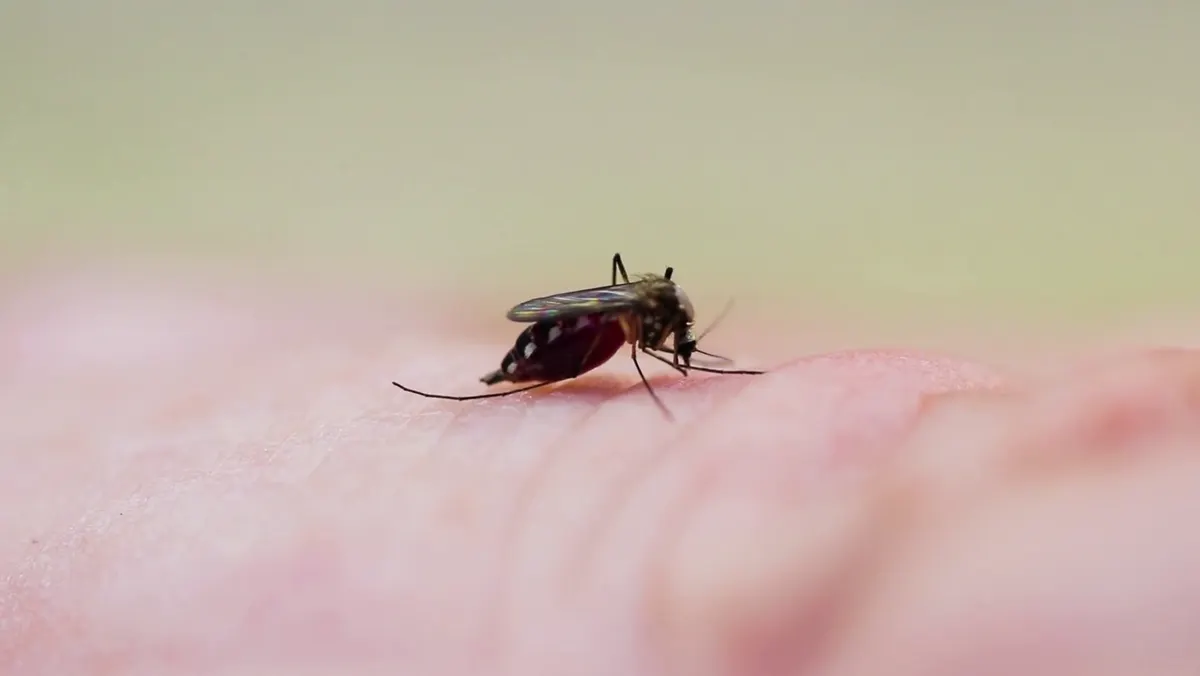 Flying insect pest control