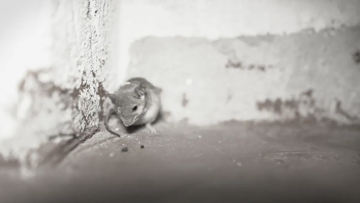 Rodent and gopher control