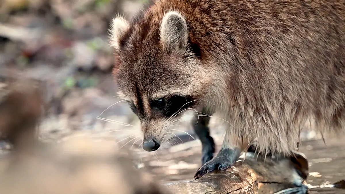 Wildlife management